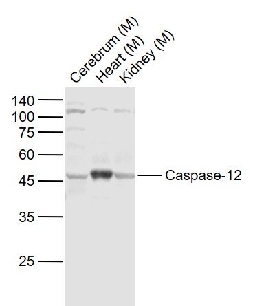 1 - Caspase-12 Rabbit pAb AP52032