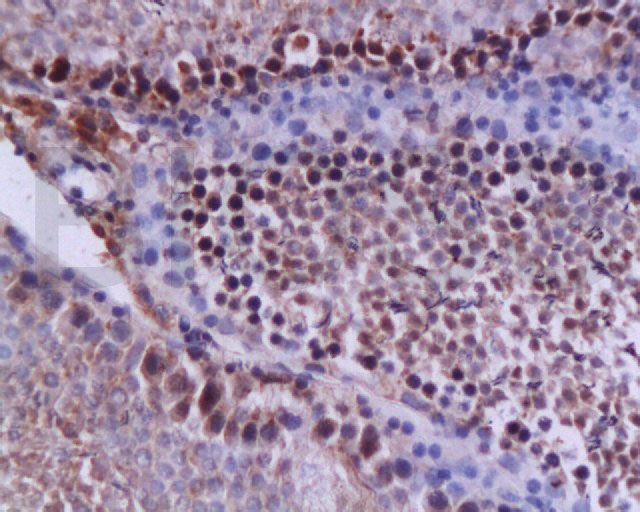 14 - Caspase-12 Rabbit pAb AP52032