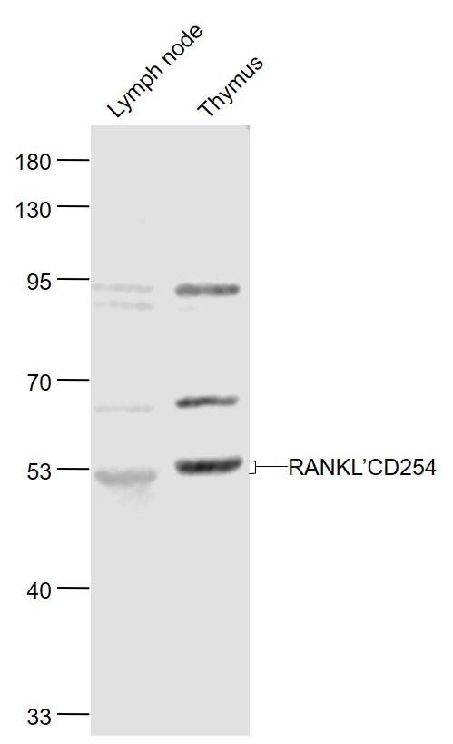 1 - RANKL/CD254 Rabbit pAb AP52035