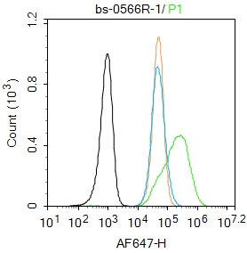 0 - SMAD7 Rabbit pAb AP52036