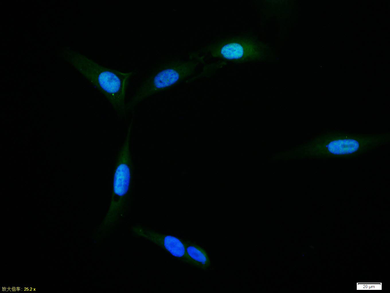 0 - SMAD7 Rabbit pAb AP52036