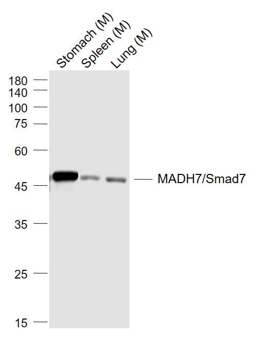 1 - SMAD7 Rabbit pAb AP52036