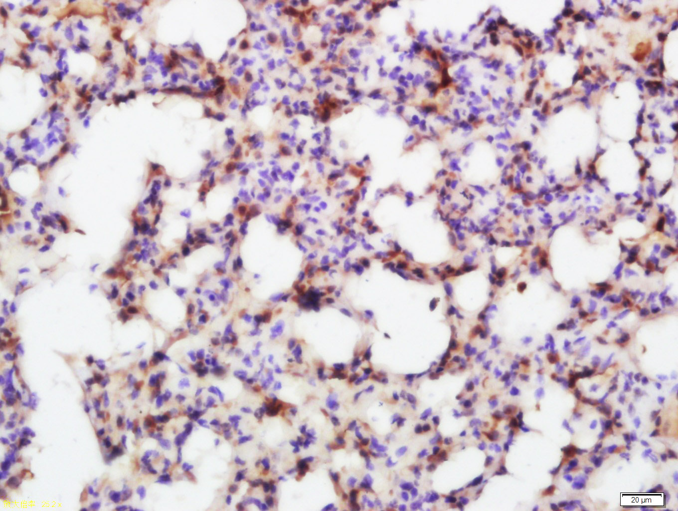 14 - SMAD7 Rabbit pAb AP52036