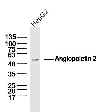 1 - Angiopoietin 2 Rabbit pAb AP52037