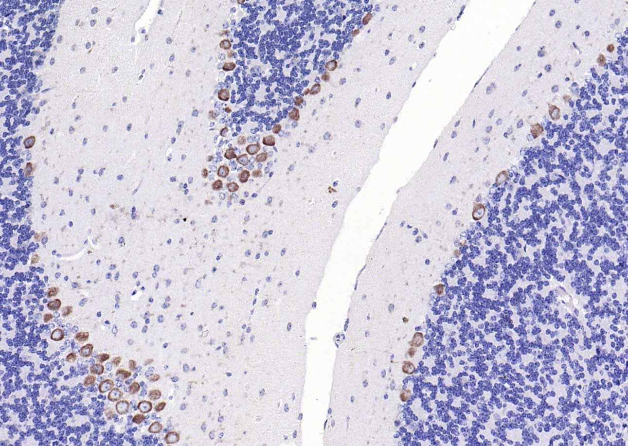 14 - CACNA1G Rabbit pAb AP52042