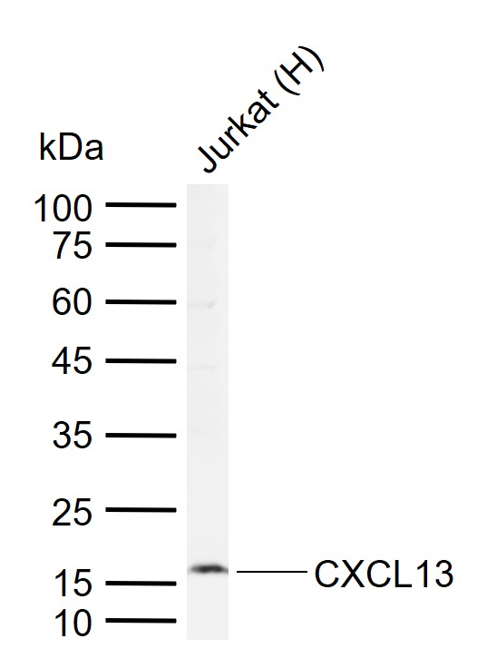 1 - CXCL13 Rabbit pAb AP52043
