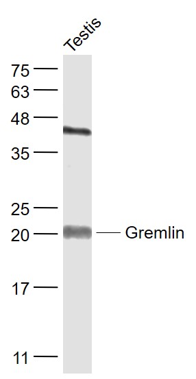 1 - Gremlin Rabbit pAb AP52044