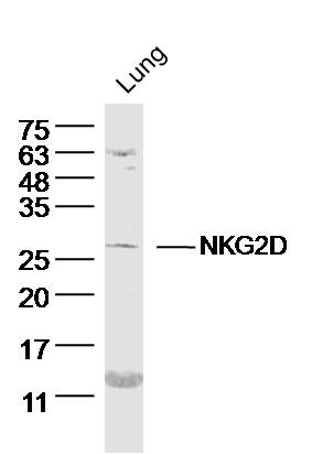 1 - NKG2D Rabbit pAb AP52047