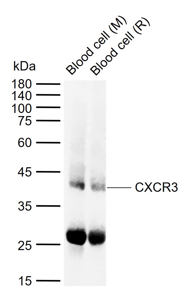 1 - CXCR3 Rabbit pAb AP52051