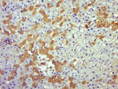 14 - Caspase 8 Rabbit pAb AP52053