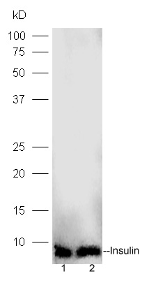 1 - Insulin Rabbit pAb AP52066