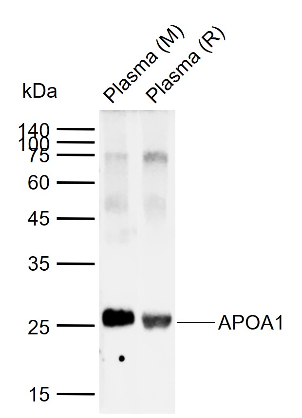 1 - APOA1 Rabbit pAb AP52072