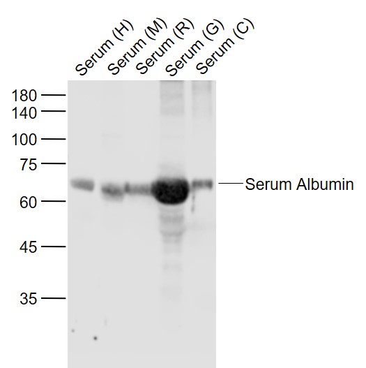 1 - Bovine Serum Albumin Rabbit pAb AP52074