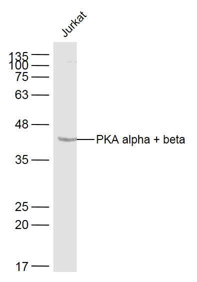 1 - PKA alpha + beta Rabbit pAb AP52082