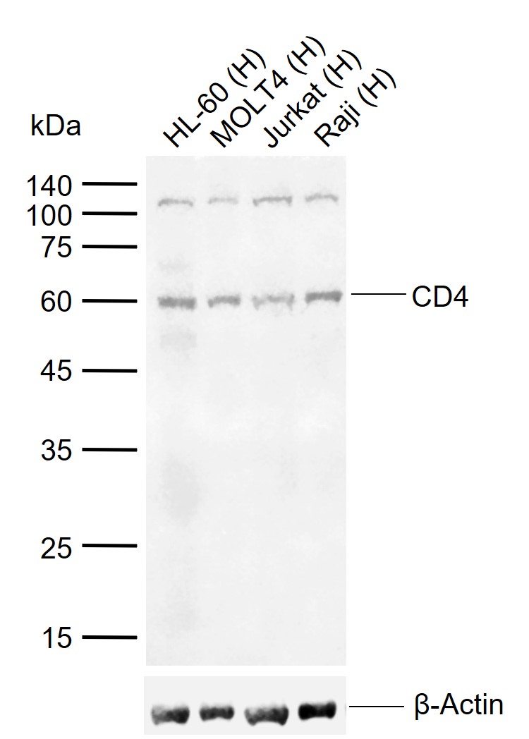 1 - CD4 Rabbit pAb AP52089