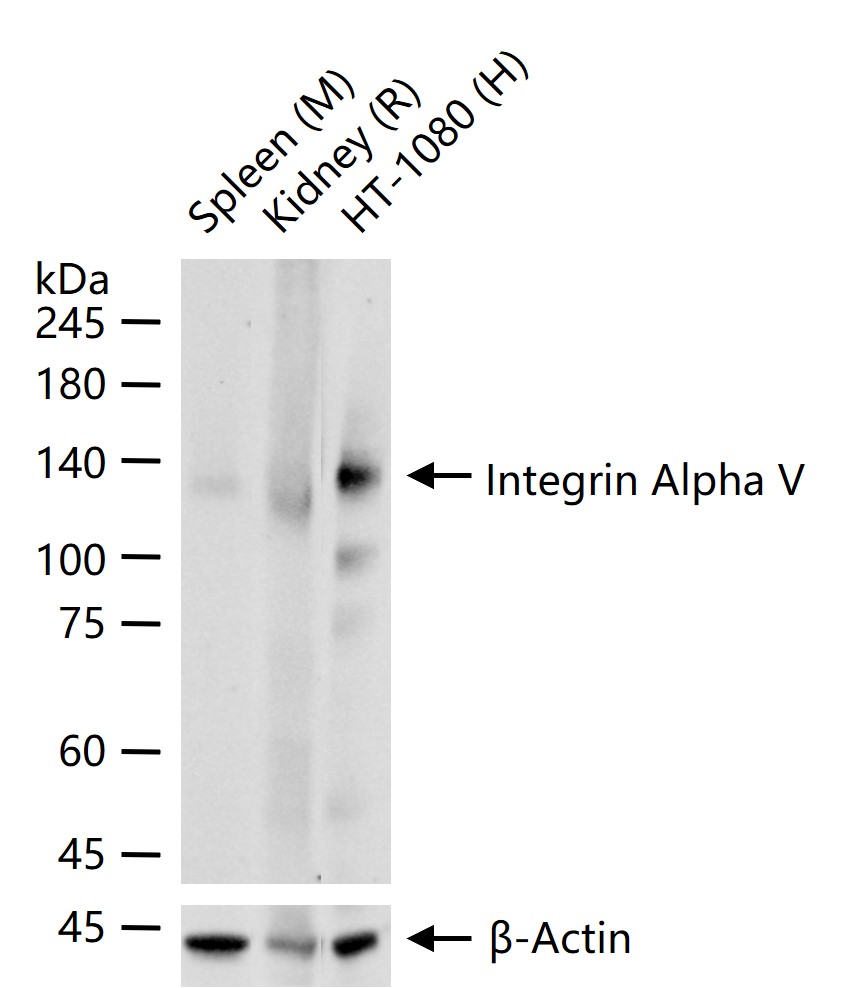 1 - Integrin Alpha V Rabbit pAb AP52090