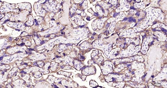 14 - Integrin Alpha V Rabbit pAb AP52090