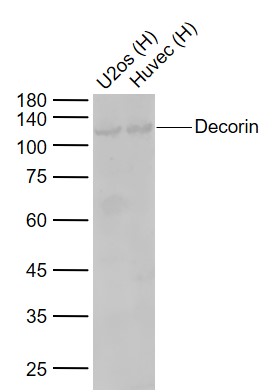 1 - Decorin Rabbit pAb AP52095