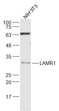 1 - RPSA Rabbit pAb AP52103