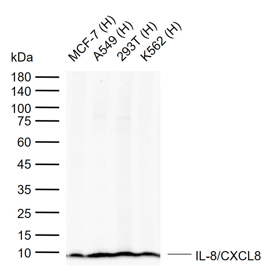 1 - IL-8/CXCL8 Rabbit pAb AP52108