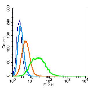 0 - Cathepsin B Rabbit pAb AP52109