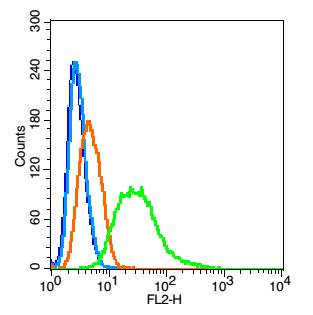0 - Thyroid hormone receptor alpha Rabbit pAb AP52112