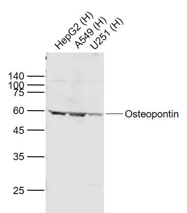 1 - Osteopontin Rabbit pAb AP52114