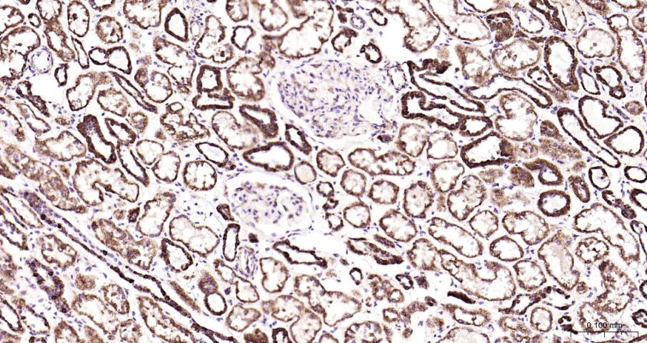 14 - Osteocalcin Rabbit pAb AP52123