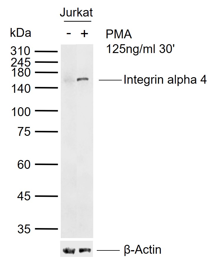 1 - Integrin alpha 4 Rabbit pAb AP52126