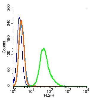 0 - Ezrin/Radixin Rabbit pAb AP52132