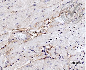 14 - Elastin Rabbit pAb AP52134