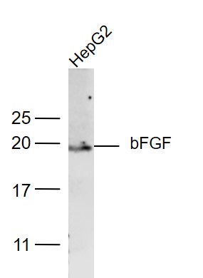 1 - FGF2 Rabbit pAb AP52135