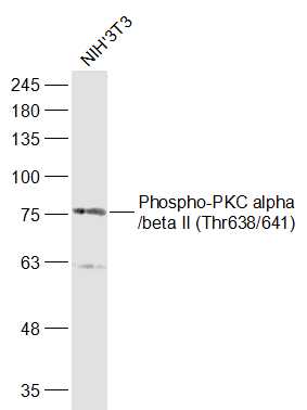 1 - phospho-PKC alpha (Thr638) Rabbit pAb AP52142