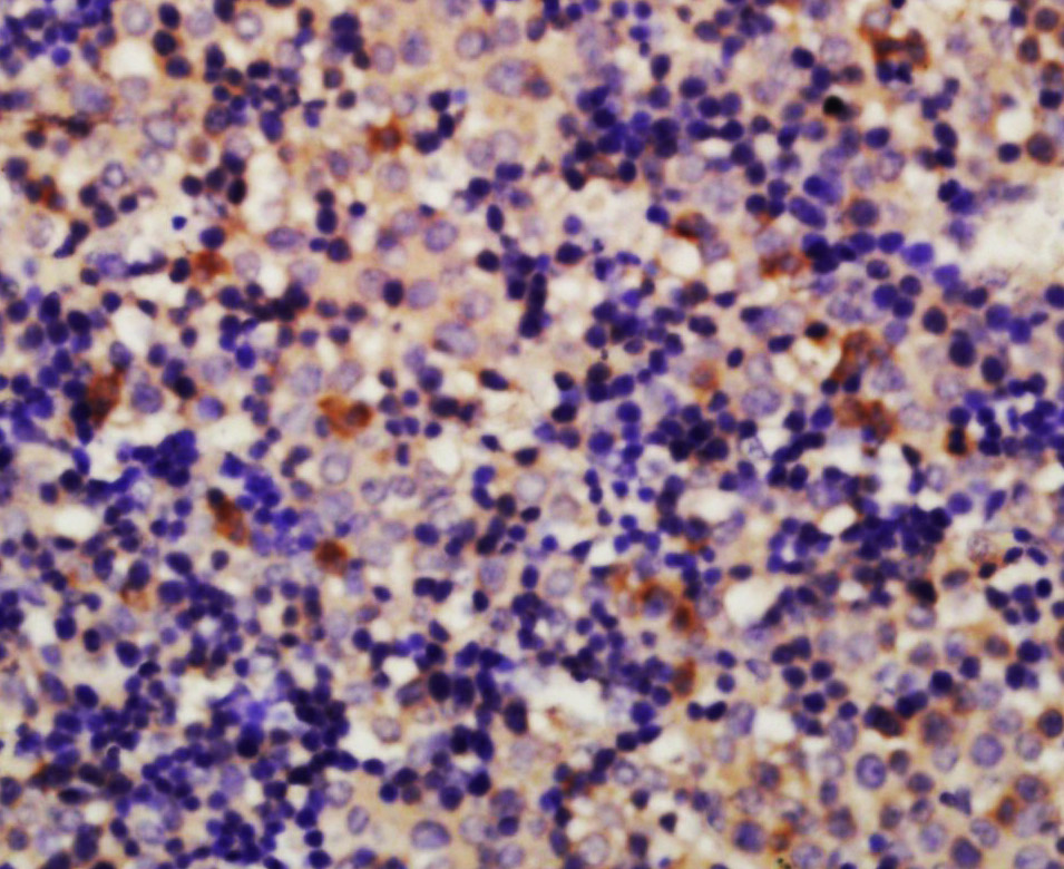 14 - Vinculin Rabbit pAb AP52145