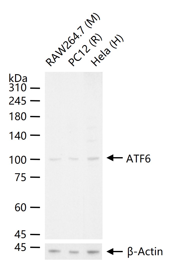 1 - ATF6 Rabbit pAb AP52147