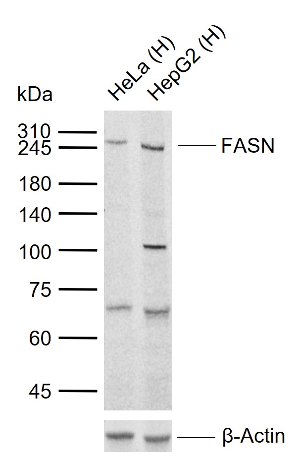 1 - FASN Rabbit pAb AP52150