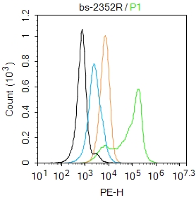 0 - Cytochrome P450 2B6 Rabbit pAb AP52157