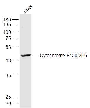 1 - Cytochrome P450 2B6 Rabbit pAb AP52157