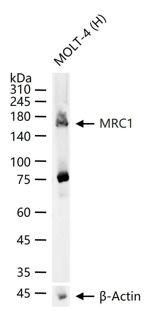 1 - MRC1 Rabbit pAb AP52168