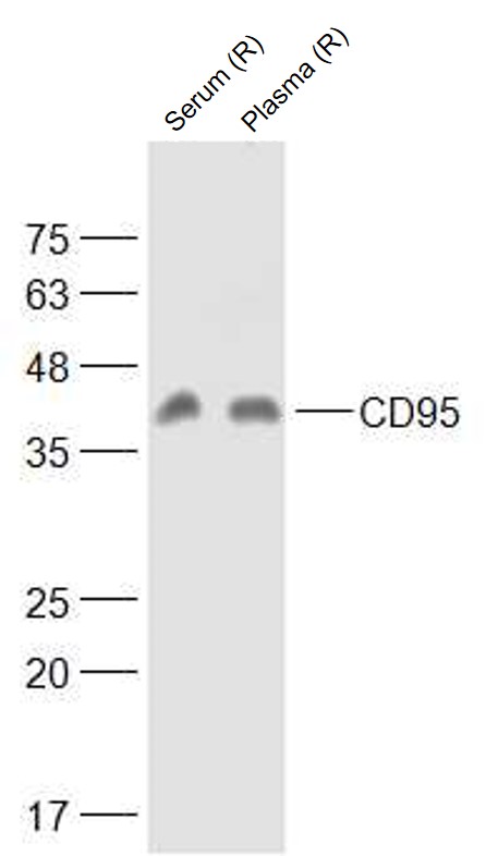 1 - CD95/FAS Rabbit pAb AP52173