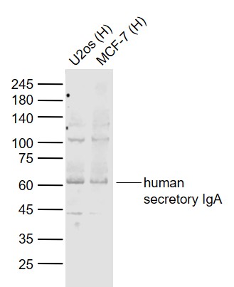 1 - human secretory IgA Rabbit pAb AP52174