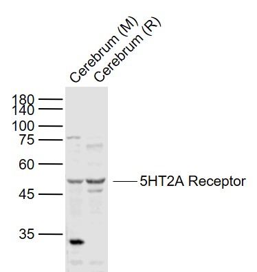 1 - 5HT2A Receptor Rabbit pAb AP52177