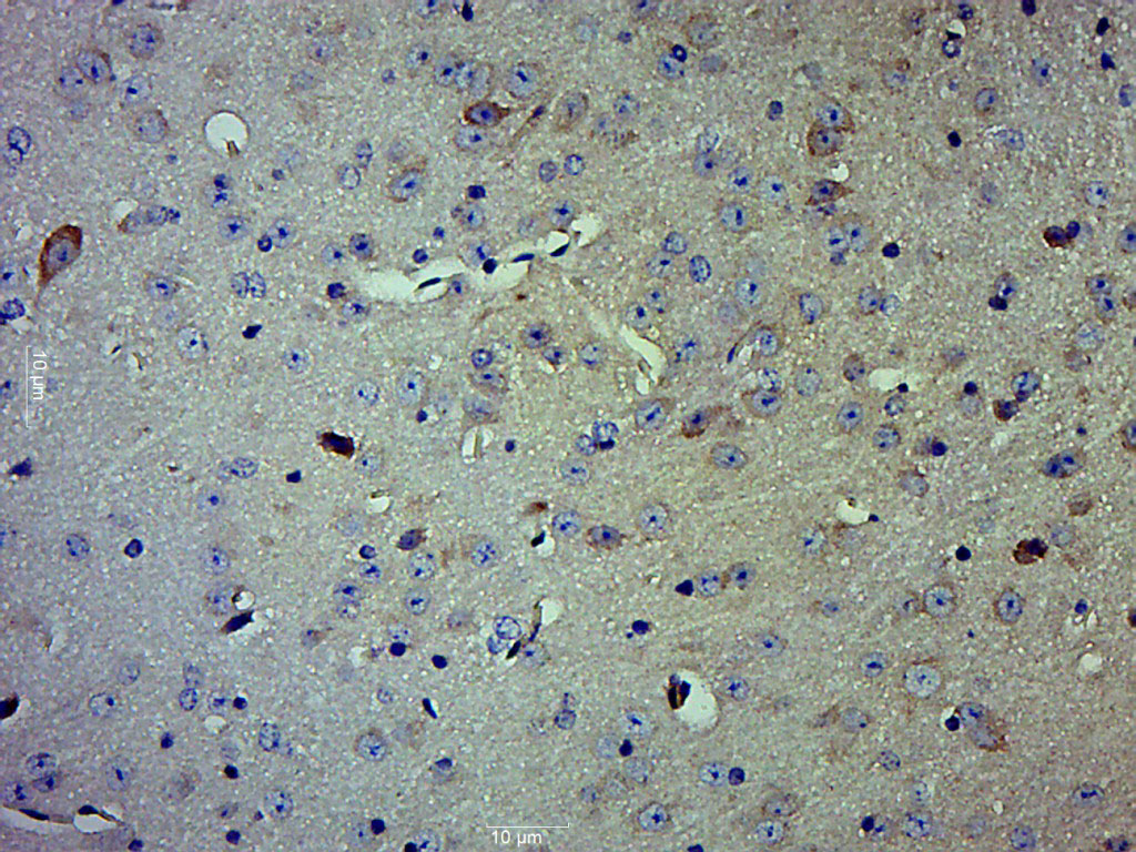 14 - Caspase-1 P10 Rabbit pAb AP52182