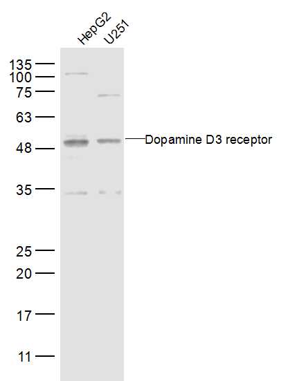 1 - Dopamine D3 receptor Rabbit pAb AP52186