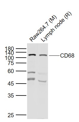 1 - CD68 Rabbit pAb AP52192