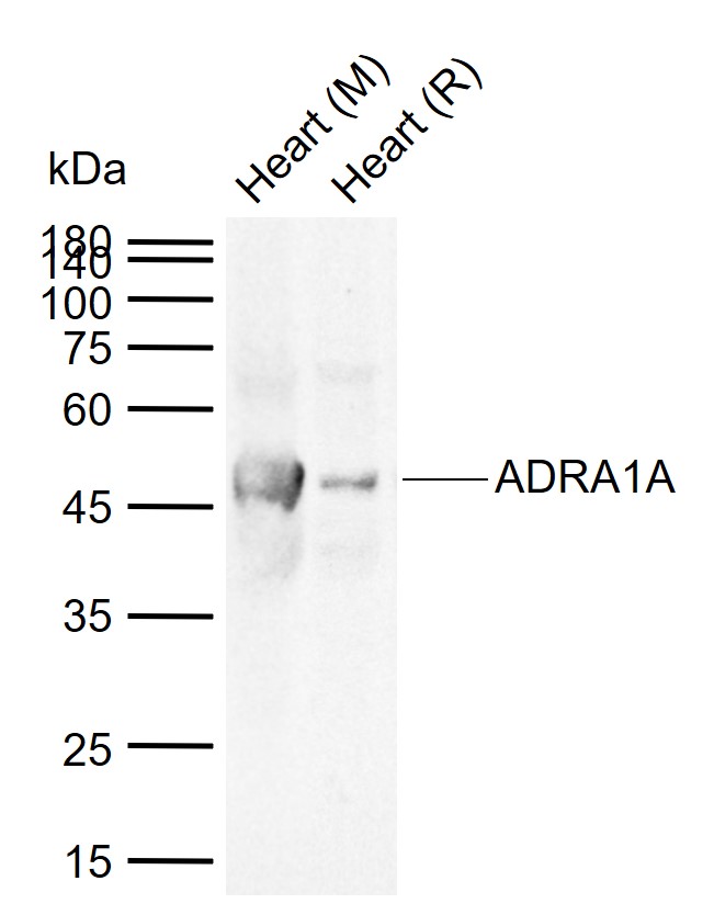 1 - ADRA1A Rabbit pAb AP52193