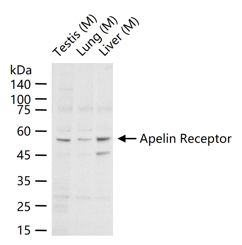1 - Apelin Receptor Rabbit pAb AP52194