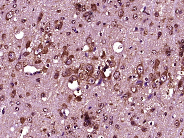 14 - IL12A Rabbit pAb AP52206