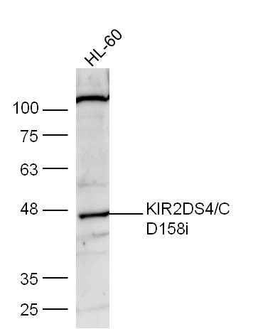 1 - KIR2DS4/CD158i Rabbit pAb AP52208