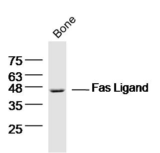 1 - Fas Ligand Rabbit pAb AP52211
